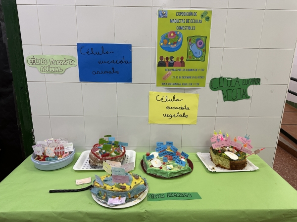 Exposicion de maquetas de celulas en 1º ESO